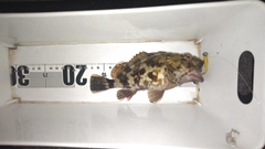 ガシラの釣果