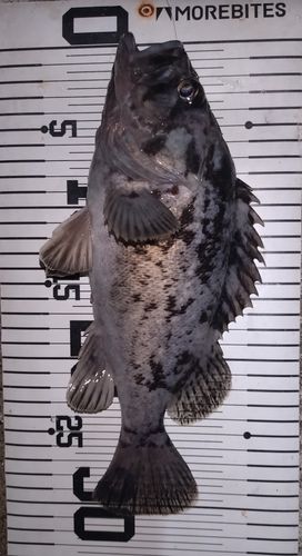 クロソイの釣果