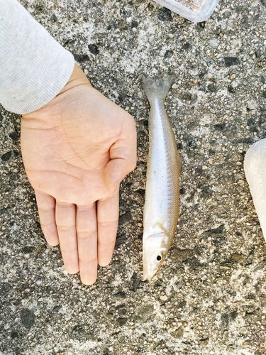 シロギスの釣果