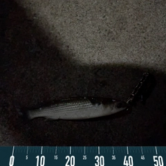 ボラの釣果