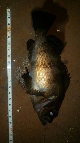 アカメバルの釣果