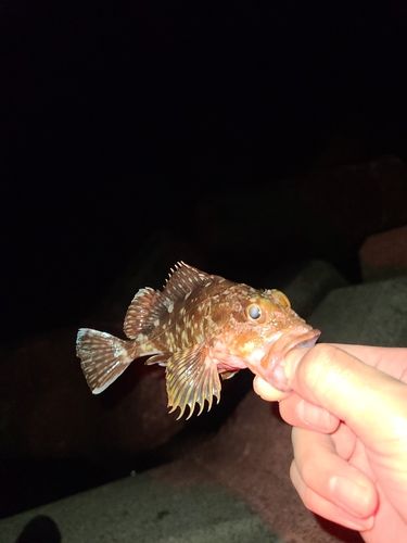 アラカブの釣果