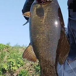 スモールマウスバス