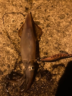 ケンサキイカの釣果