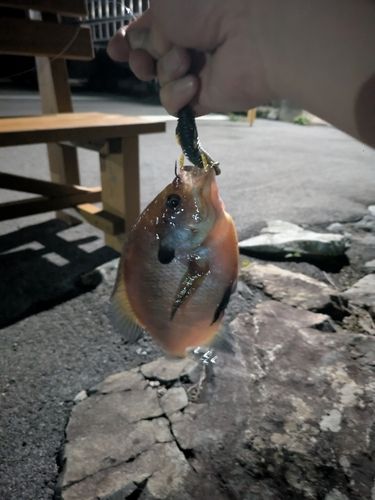 ブルーギルの釣果