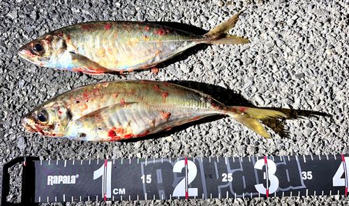 マアジの釣果