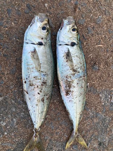 マルアジの釣果