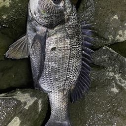 チヌ