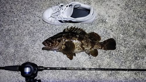 タケノコメバル