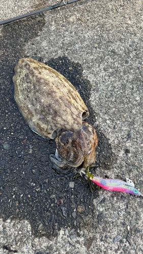 コウイカの釣果
