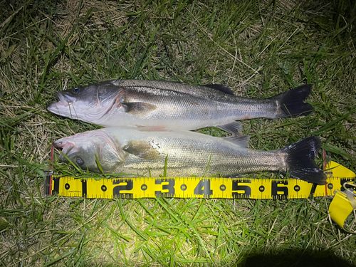 シーバスの釣果