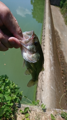 ブラックバスの釣果