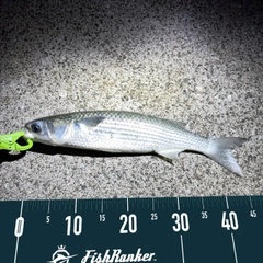 ボラの釣果