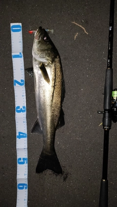 シーバスの釣果