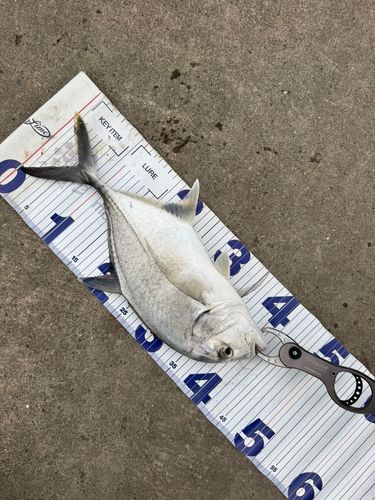 ロウニンアジの釣果