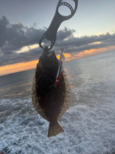 ソゲの釣果