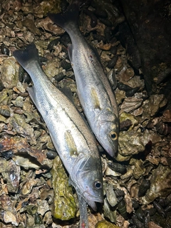 セイゴ（マルスズキ）の釣果