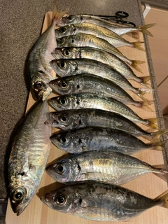 アジの釣果