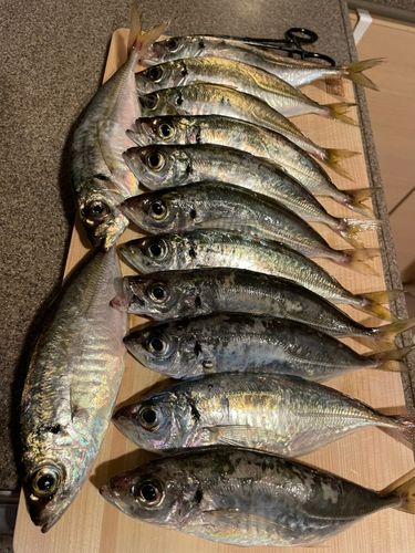 アジの釣果