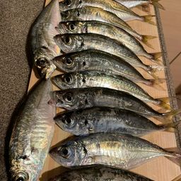 アジ