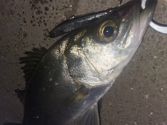 フッコ（ヒラスズキ）の釣果