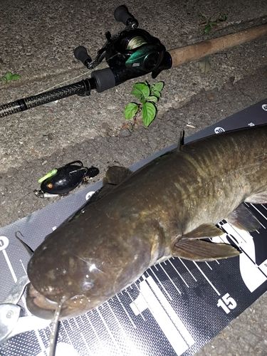 ナマズの釣果