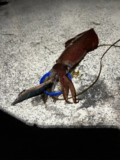ケンサキイカの釣果