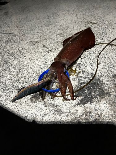 ケンサキイカの釣果
