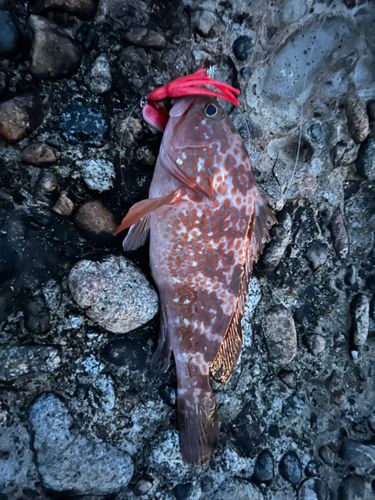 キジハタの釣果