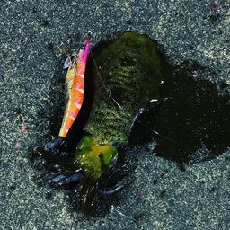 アオリイカ