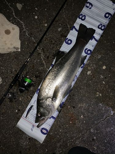 ヒラスズキの釣果