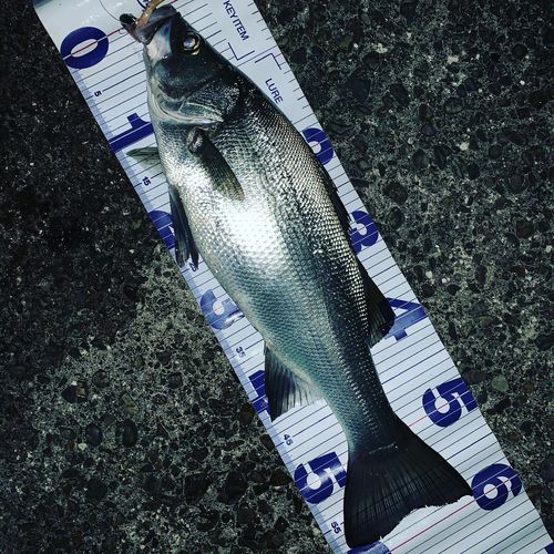 ヒラスズキの釣果