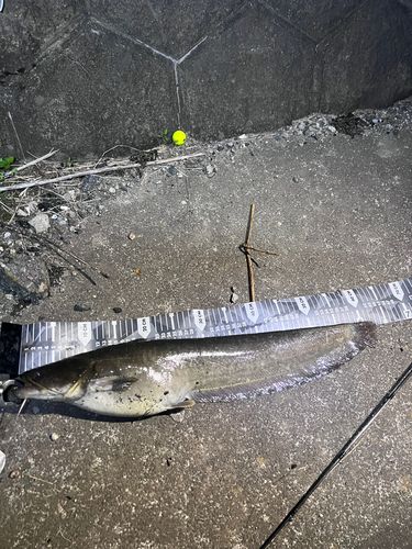 マナマズの釣果