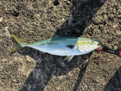 メジロの釣果
