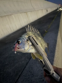 キビレの釣果