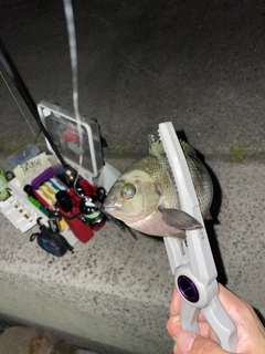 グレの釣果