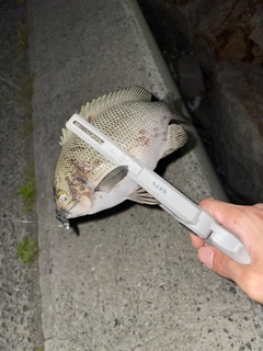 グレの釣果