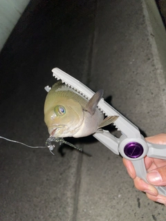 グレの釣果