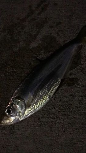 ヒラの釣果