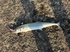 サワラの釣果