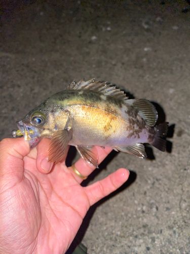 メバルの釣果