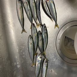 サバ
