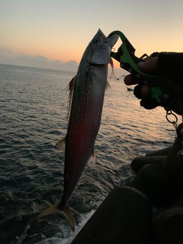 サゴシの釣果
