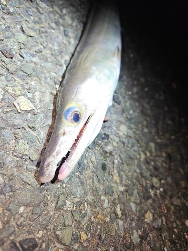 ハモの釣果