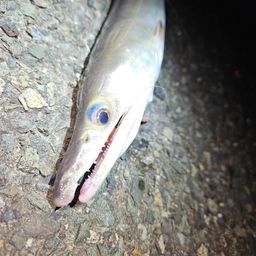 ハモ