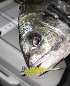 キビレの釣果