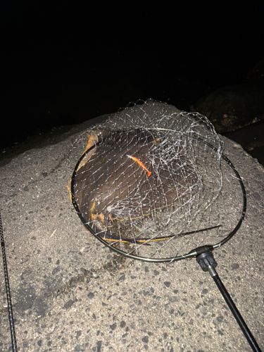 アカエイの釣果