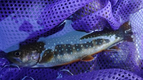 イワナの釣果