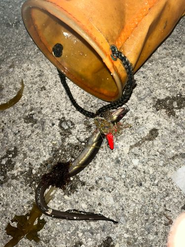 マアナゴの釣果