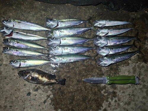 サバの釣果